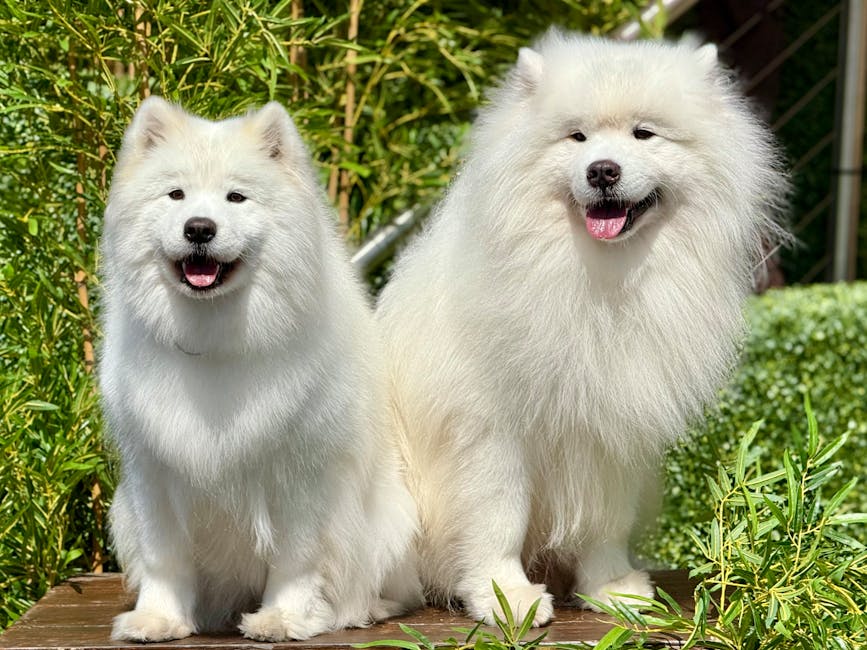 Two fluffy white Samoyed dogs sitting outdoors on a wooden platform surrounded by green foliage and shrubs. The smaller dog on the left has a slightly open mouth showing a pink tongue and dark eyes, while the larger dog on the right also has an open mouth and appears to be smiling with a pink tongue visible. Their thick, soft fur is clean and well-maintained, with the smaller dog’s coat showing a more compact, rounded appearance and the larger dog’s fur being longer and more voluminous. The background includes leafy plants with some yellowish-green stems, creating a natural environment. The lighting suggests a bright, sunny day, illuminating the dogs evenly and highlighting their soft fur texture. This scene offers a natural, outdoor setting suitable for a professional waste removal company, such as Waste Removal Maida Vale, emphasizing a clean and pleasant environment around a property involved in rubbish clearance or private waste handling.